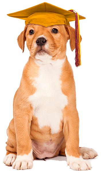puppy obedience school graduate 2024 09 17 00 39 54 utc copia 3